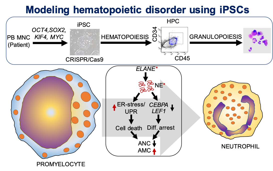 Modeling hematopoietic disorder using iPSCs diagram