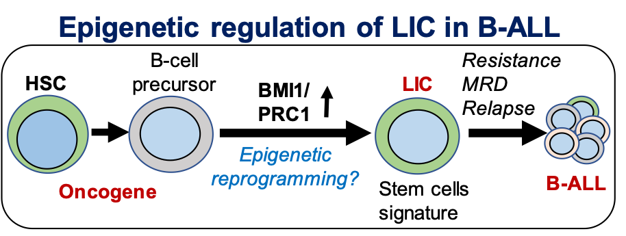 Epigenetic regulation of LIC in B-ALL diagram 